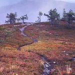 Vuossel