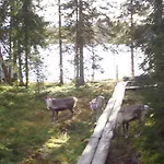 Vuossel Ruka