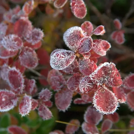 Vuossel Σπίτι διακοπών Ruka