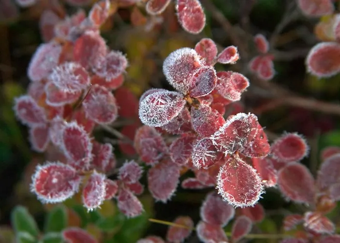 Vuossel Σπίτι διακοπών Ruka