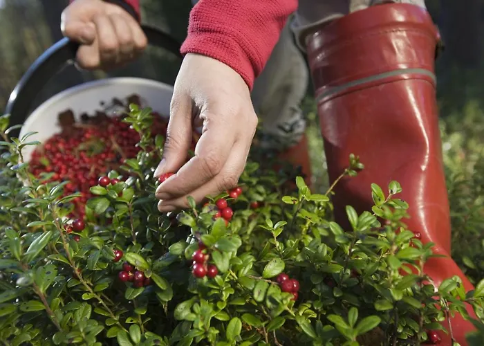 Vuossel Σπίτι διακοπών